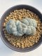 Lophophora Williamsii Cristata  8-9 cm 25 years old seed ownroot flower seedling ロフォフォラ　烏羽玉　仔吹き サボテン