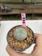 Lophophora Williamsii 6-7 cm 9 years old seed ownroot flower seedling ロフォフォラ　烏羽玉　仔吹き　サボテン