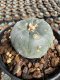 Lophophora Williamsii  5-6 cm 12 years old seed ownroot flower seedling ロフォフォラ 烏羽玉　仔吹き サボテン
