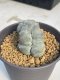 Lophophora Williamsii Cristata  8-9 cm 25 years old seed ownroot flower seedling ロフォフォラ　烏羽玉　仔吹き サボテン