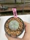 Lophophora Williamsii 6-7 cm 9 years old seed ownroot flower seedling ロフォフォラ　烏羽玉　仔吹き　サボテン