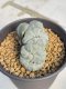 Lophophora Williamsii Cristata  8-9 cm 25 years old seed ownroot flower seedling ロフォフォラ　烏羽玉　仔吹き サボテン