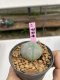 Lophophora Williamsii 6-7 cm 9 years old seed ownroot flower seedling ロフォフォラ　烏羽玉　仔吹き　サボテン