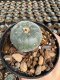 Lophophora Williamsii  5-6 cm 12 years old seed ownroot flower seedling ロフォフォラ 烏羽玉　仔吹き サボテン