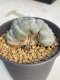 Lophophora Williamsii Cristata  8-9 cm 25 years old seed ownroot flower seedling ロフォフォラ　烏羽玉　仔吹き サボテン