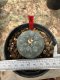 Lophophora Williamsii  5-6 cm 12 years old seed ownroot flower seedling ロフォフォラ 烏羽玉　仔吹き サボテン