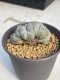 Lophophora Williamsii Cristata  8-9 cm 25 years old seed ownroot flower seedling ロフォフォラ　烏羽玉　仔吹き サボテン