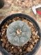 Lophophora Williamsii  5-6 cm 12 years old seed ownroot flower seedling ロフォフォラ 烏羽玉　仔吹き サボテン
