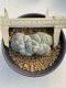 Lophophora Williamsii Cristata  8-9 cm 25 years old seed ownroot flower seedling ロフォフォラ　烏羽玉　仔吹き サボテン