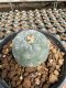 Lophophora Williamsii  5-6 cm 12 years old seed ownroot flower seedling ロフォフォラ 烏羽玉　仔吹き サボテン