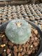 Lophophora Williamsii  5-6 cm 12 years old seed ownroot flower seedling ロフォフォラ 烏羽玉　仔吹き サボテン