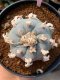 Lophophora Williamsii  8-9 cm 25 years old seed ownroot flower seedling ロフォフォラ　烏羽玉　仔吹き サボテン