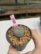 Lophophora Williamsii 6-7 cm 9 years old seed ownroot flower seedling ロフォフォラ　烏羽玉　仔吹き　サボテン