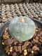 Lophophora Williamsii  5-6 cm 12 years old seed ownroot flower seedling ロフォフォラ 烏羽玉　仔吹き サボテン
