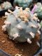 Lophophora Williamsii  8-9 cm 25 years old seed ownroot flower seedling ロフォフォラ　烏羽玉　仔吹き サボテン