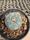 Lophophora Williamsii  5-6 cm 12 years old seed ownroot flower seedling ロフォフォラ 烏羽玉　仔吹き サボテン