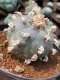 Lophophora Williamsii  8-9 cm 25 years old seed ownroot flower seedling ロフォフォラ　烏羽玉　仔吹き サボテン