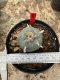 Lophophora Williamsii  5-6 cm 12 years old seed ownroot flower seedling ロフォフォラ 烏羽玉　仔吹き サボテン