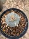 Lophophora Williamsii  5-6 cm 12 years old seed ownroot flower seedling ロフォフォラ 烏羽玉　仔吹き サボテン