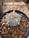 Lophophora Williamsii  5-6 cm 12 years old seed ownroot flower seedling ロフォフォラ 烏羽玉　仔吹き サボテン