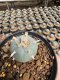 Lophophora Williamsii  5-6 cm 12 years old seed ownroot flower seedling ロフォフォラ 烏羽玉　仔吹き サボテン