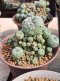 2 plants Lophophora Williamsii  8-9 cm 25 years old seed ownroot flower seedling ロフォフォラ　烏羽玉　仔吹き サボテン