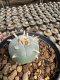 Lophophora Williamsii  5-6 cm 12 years old seed ownroot flower seedling ロフォフォラ 烏羽玉　仔吹き サボテン