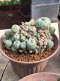 2 plants Lophophora Williamsii  8-9 cm 25 years old seed ownroot flower seedling ロフォフォラ　烏羽玉　仔吹き サボテン