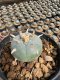 Lophophora Williamsii  5-6 cm 12 years old seed ownroot flower seedling ロフォフォラ 烏羽玉　仔吹き サボテン