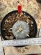 Lophophora Williamsii  5-6 cm 12 years old seed ownroot flower seedling ロフォフォラ 烏羽玉　仔吹き サボテン