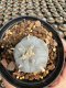 Lophophora Williamsii  5-6 cm 12 years old seed ownroot flower seedling ロフォフォラ 烏羽玉　仔吹き サボテン
