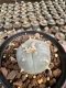 Lophophora Williamsii  5-6 cm 12 years old seed ownroot flower seedling ロフォフォラ 烏羽玉　仔吹き サボテン
