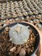 Lophophora Williamsii  5-6 cm 12 years old seed ownroot flower seedling ロフォフォラ 烏羽玉　仔吹き サボテン