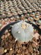 Lophophora Williamsii  5-6 cm 12 years old seed ownroot flower seedling ロフォフォラ 烏羽玉　仔吹き サボテン