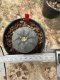 Lophophora Williamsii  5-6 cm 12 years old seed ownroot flower seedling ロフォフォラ 烏羽玉　仔吹き サボテン