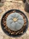 Lophophora Williamsii  5-6 cm 12 years old seed ownroot flower seedling ロフォフォラ 烏羽玉　仔吹き サボテン