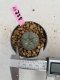 Lophophora Williamsii 6-7 cm 9 years old seed ownroot flower seedling ロフォフォラ　烏羽玉　仔吹き　サボテン