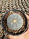 Lophophora Williamsii  5-6 cm 12 years old seed ownroot flower seedling ロフォフォラ 烏羽玉　仔吹き サボテン