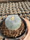 Lophophora Williamsii  5-6 cm 12 years old seed ownroot flower seedling ロフォフォラ 烏羽玉　仔吹き サボテン
