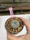 Lophophora Williamsii 6-7 cm 9 years old seed ownroot flower seedling ロフォフォラ　烏羽玉　仔吹き　サボテン