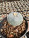 Lophophora Williamsii  5-6 cm 12 years old seed ownroot flower seedling ロフォフォラ 烏羽玉　仔吹き サボテン
