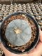 Lophophora Williamsii  5-6 cm 12 years old seed ownroot flower seedling ロフォフォラ 烏羽玉　仔吹き サボテン