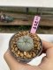 Lophophora Williamsii 6-7 cm 9 years old seed ownroot flower seedling ロフォフォラ　烏羽玉　仔吹き　サボテン