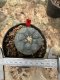 Lophophora Williamsii  5-6 cm 12 years old seed ownroot flower seedling ロフォフォラ 烏羽玉　仔吹き サボテン