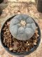 Lophophora Williamsii  5-6 cm 12 years old seed ownroot flower seedling ロフォフォラ 烏羽玉　仔吹き サボテン