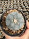 Lophophora Williamsii  5-6 cm 12 years old seed ownroot flower seedling ロフォフォラ 烏羽玉　仔吹き サボテン