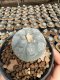 Lophophora Williamsii  5-6 cm 12 years old seed ownroot flower seedling ロフォフォラ 烏羽玉　仔吹き サボテン
