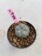Lophophora Williamsii 6-7 cm 9 years old seed ownroot flower seedling ロフォフォラ　烏羽玉　仔吹き　サボテン