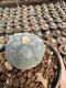 Lophophora Williamsii  5-6 cm 12 years old seed ownroot flower seedling ロフォフォラ 烏羽玉　仔吹き サボテン