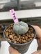 Lophophora Williamsii 6-7 cm 9 years old seed ownroot flower seedling ロフォフォラ　烏羽玉　仔吹き　サボテン
